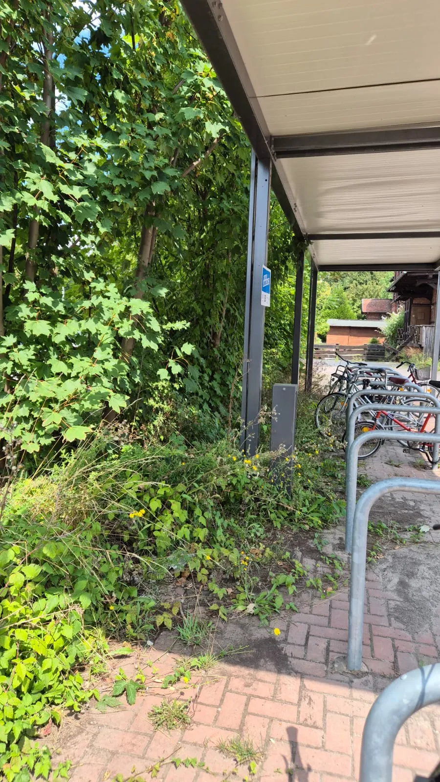 Wildwuchs am Fahrradunterstand vor der Grünpflegeaktion